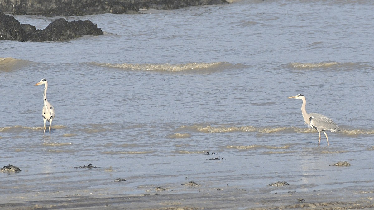 Gray Heron - ML647260149