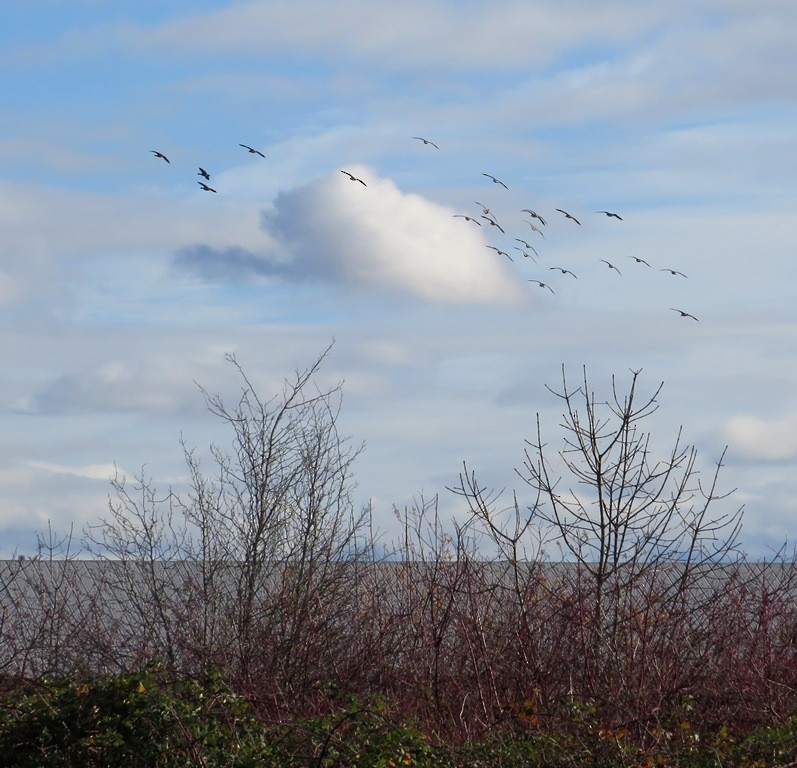 polargås - ML647260154