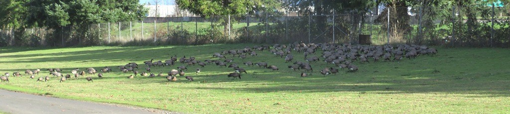 polargås - ML647260155