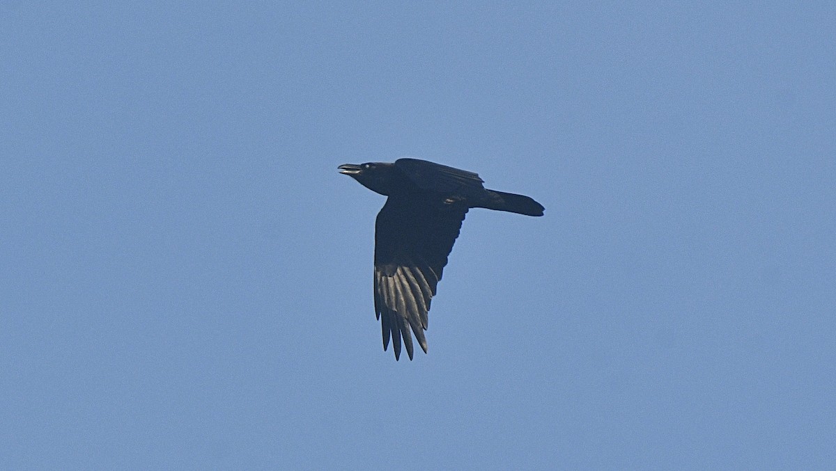 Common Raven - ML647260156
