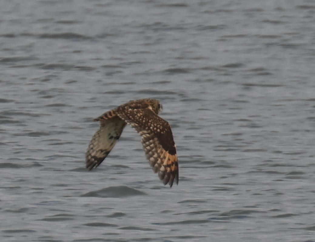 Zingira-hontza - ML647260158