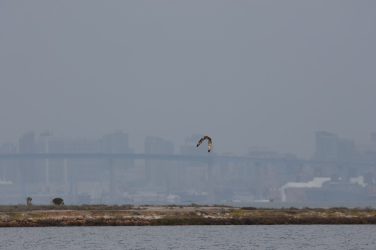 Zingira-hontza - ML647260159