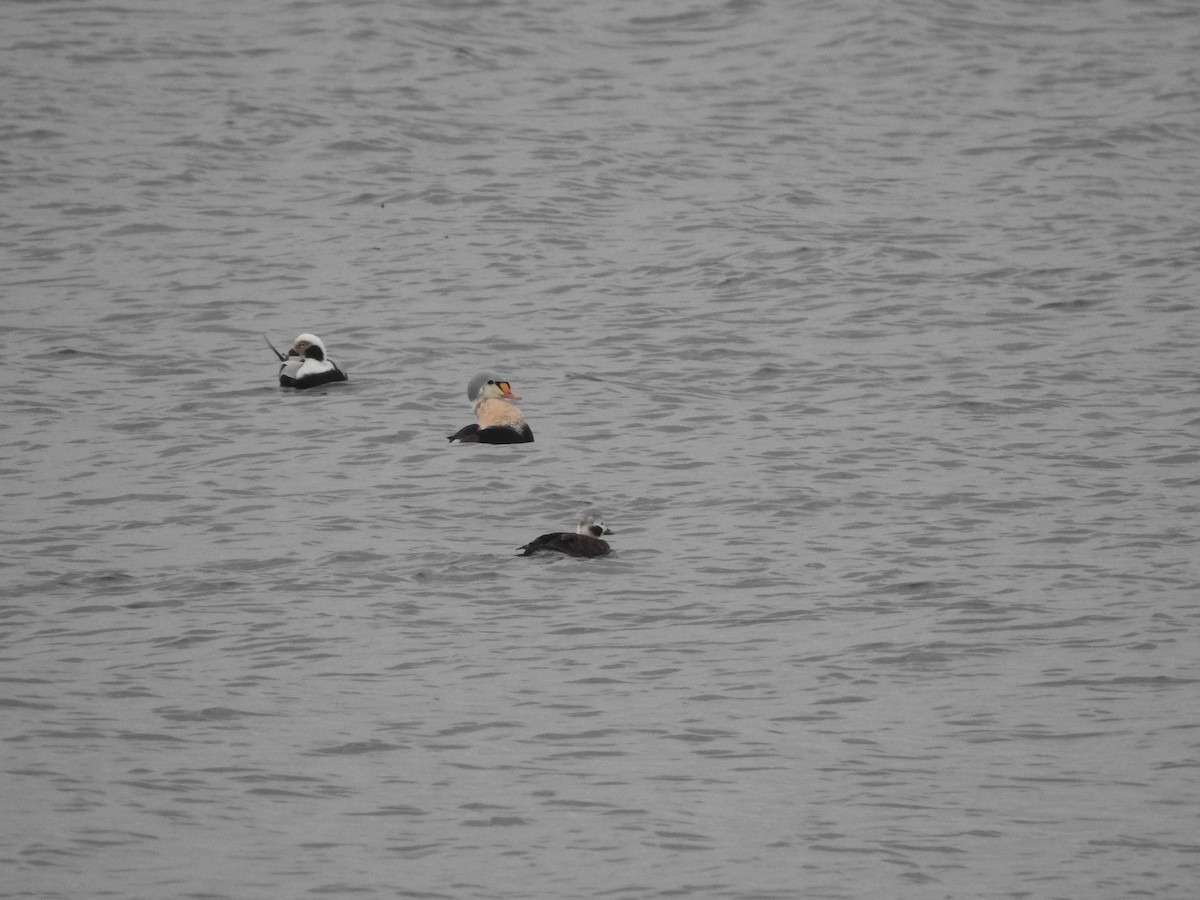 kajka královská - ML647260170