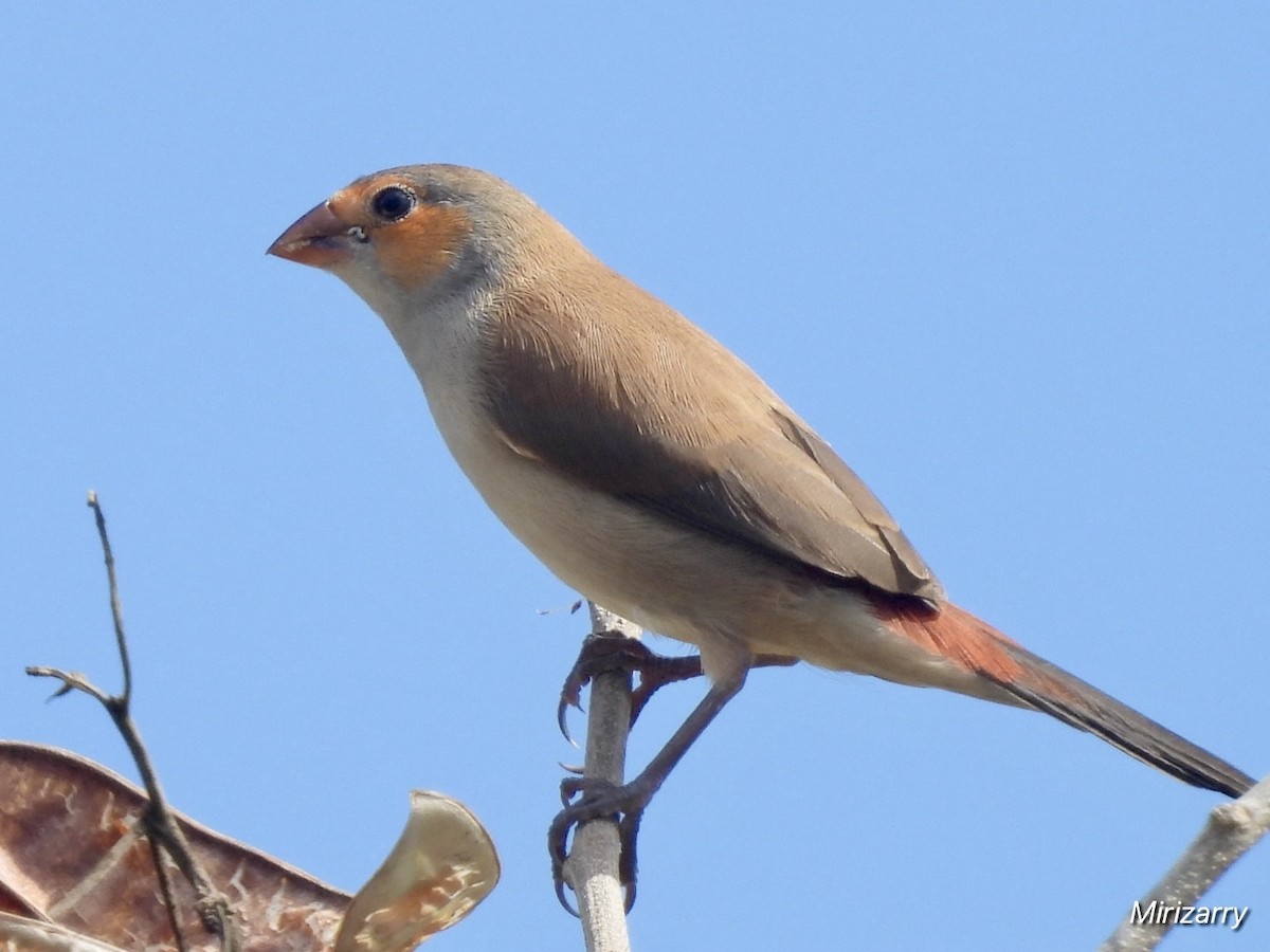 Al Yanaklı Mumgaga - ML647260199