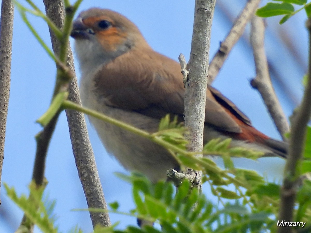 Al Yanaklı Mumgaga - ML647260200