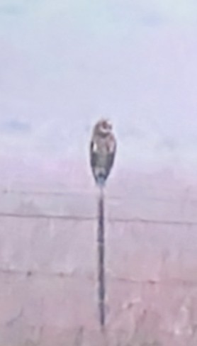 コミミズク（flammeus） - ML647260202