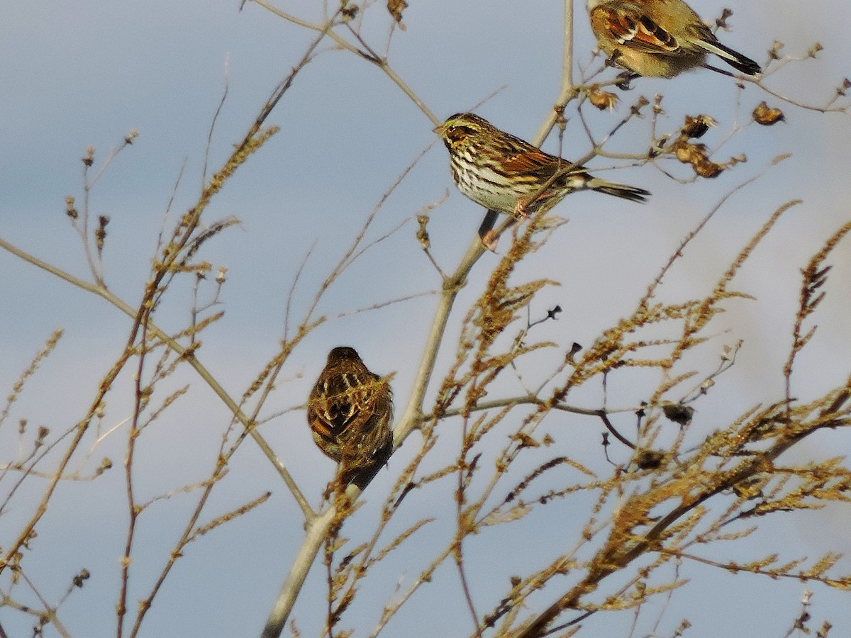 稀樹草鵐 - ML647260210