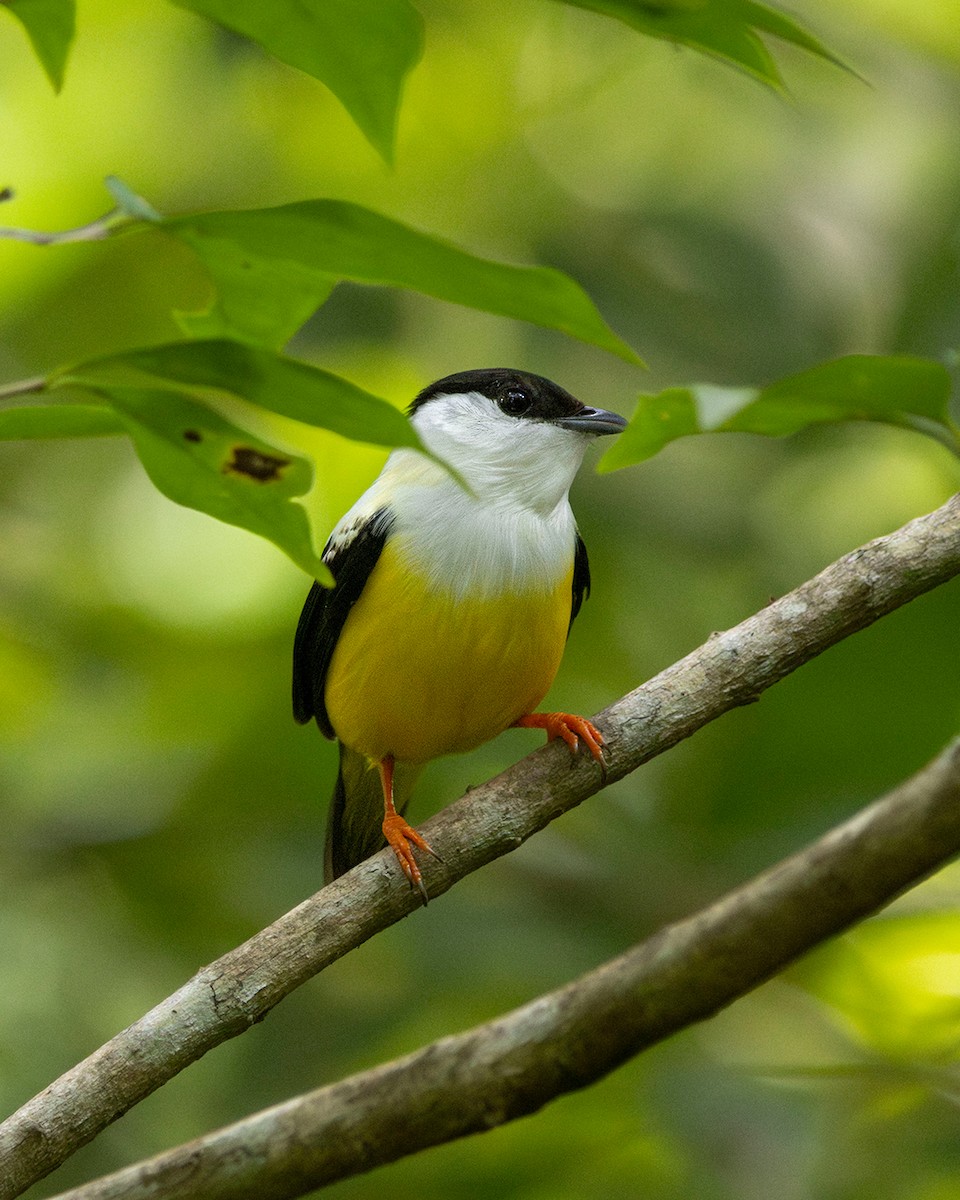 White-collared Manakin - ML647260229