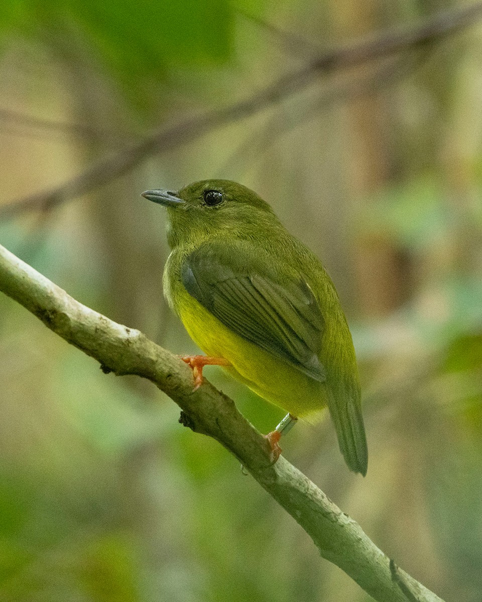 White-collared Manakin - ML647260230