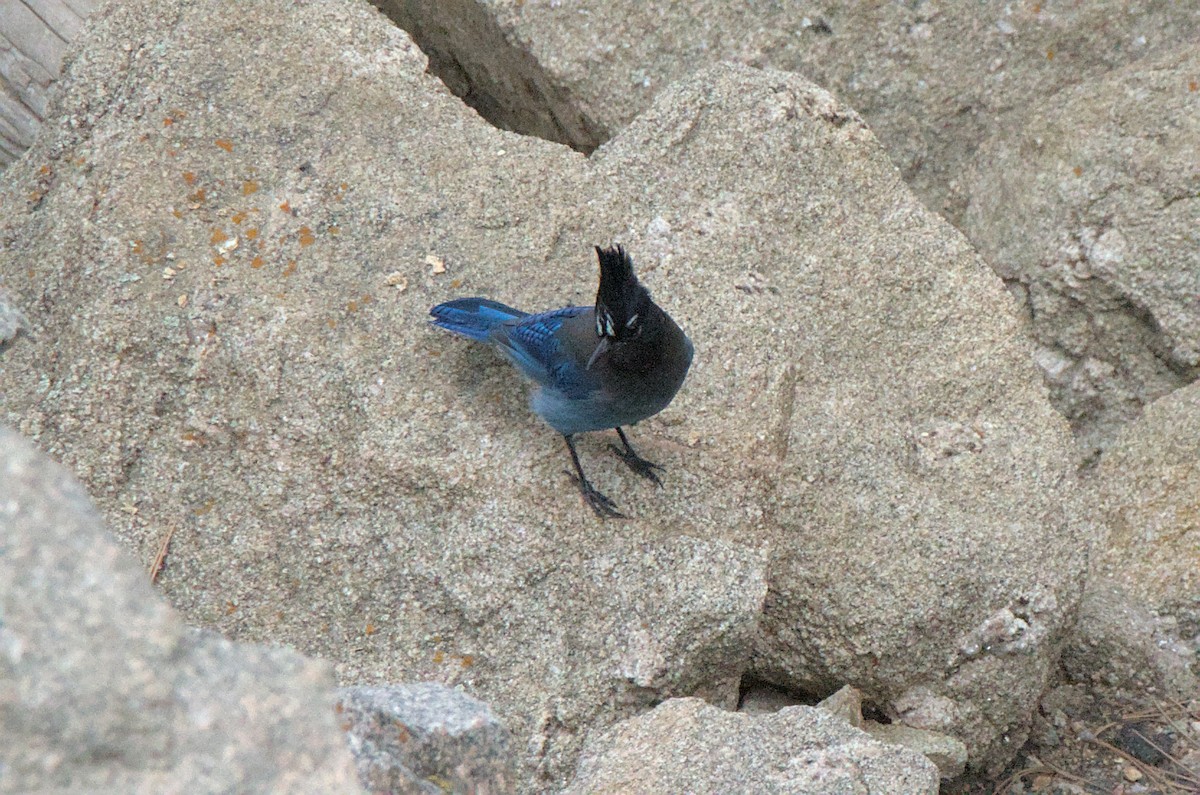 Steller's Jay - ML647260285