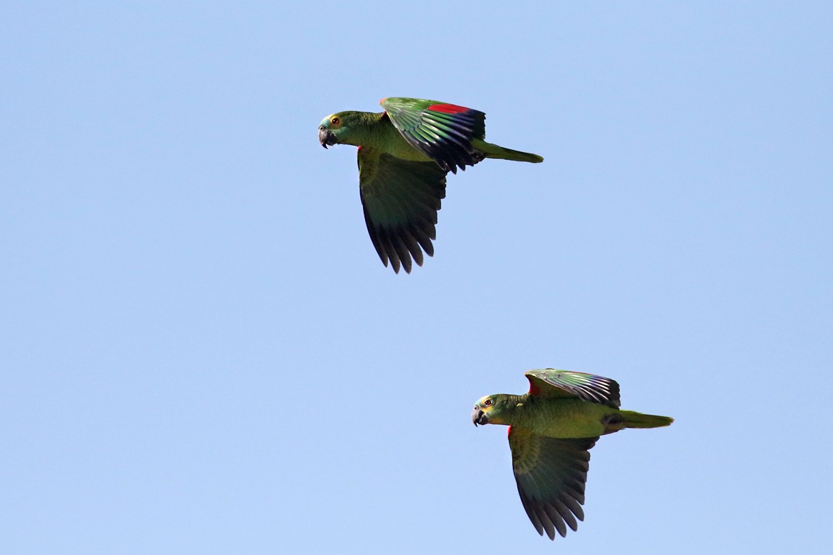 Turquoise-fronted Parrot - Charley Hesse TROPICAL BIRDING