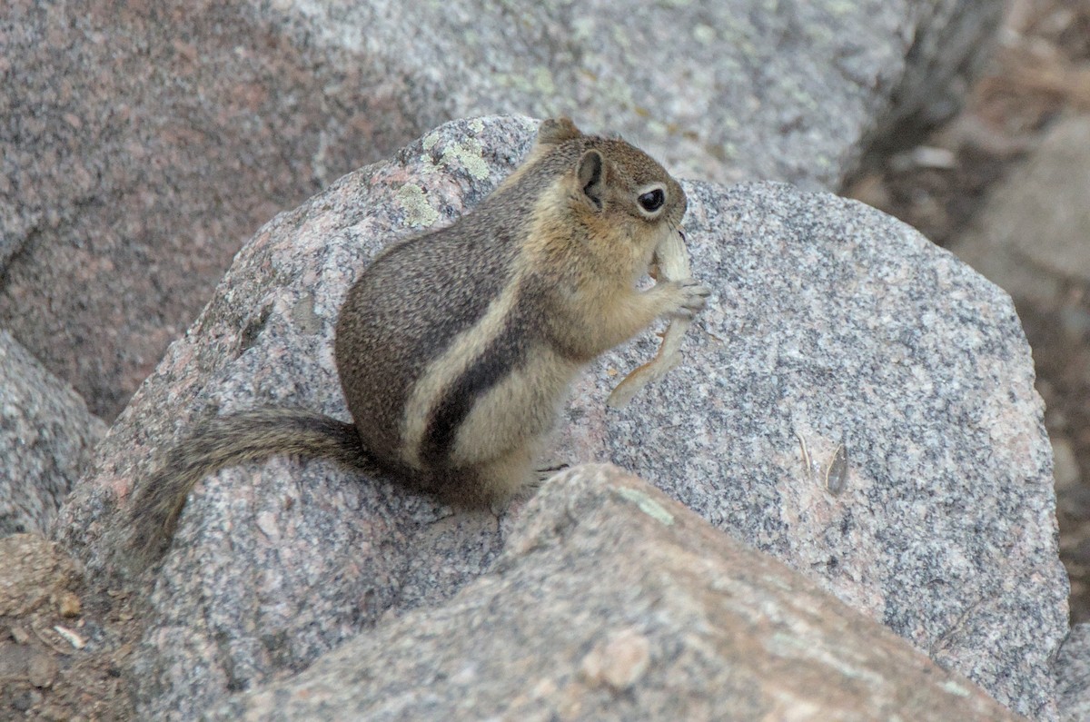 Golden-mantled Ground Squirrel - ML647260311