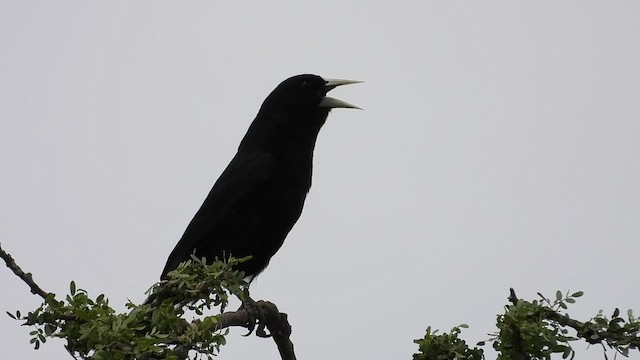 Solitary Black Cacique - ML647260312