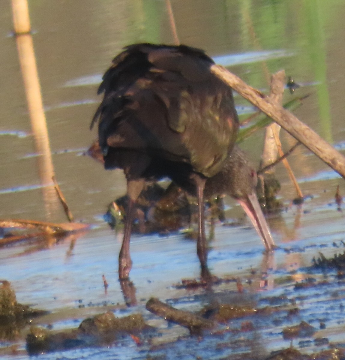 Beltzaran musuzuria - ML647260316