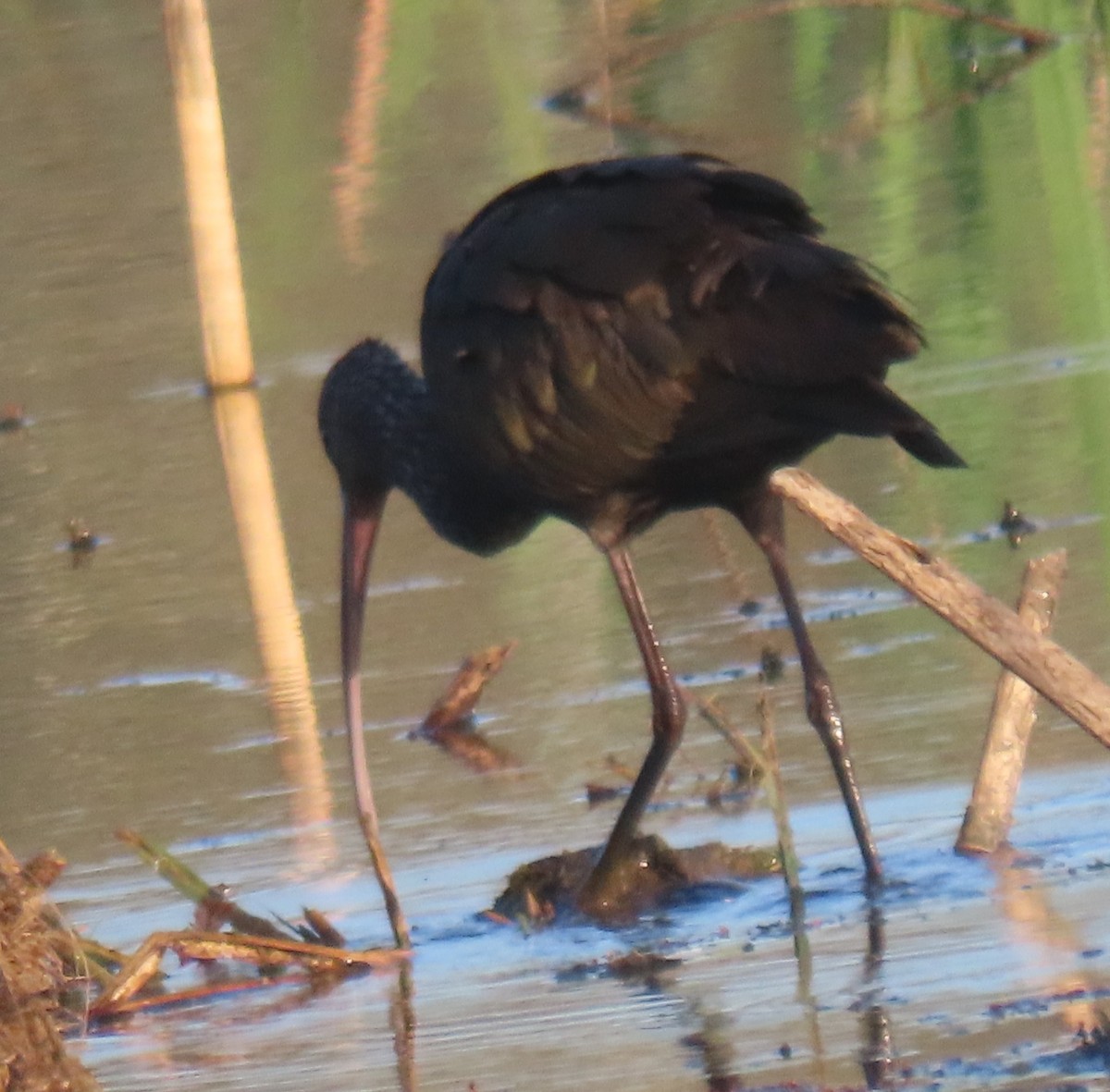 Beltzaran musuzuria - ML647260317