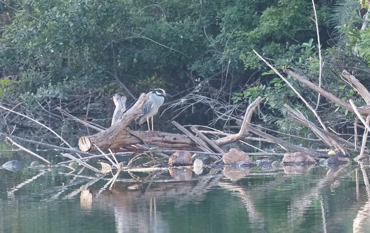 kvakoš žlutočelý - ML647260319