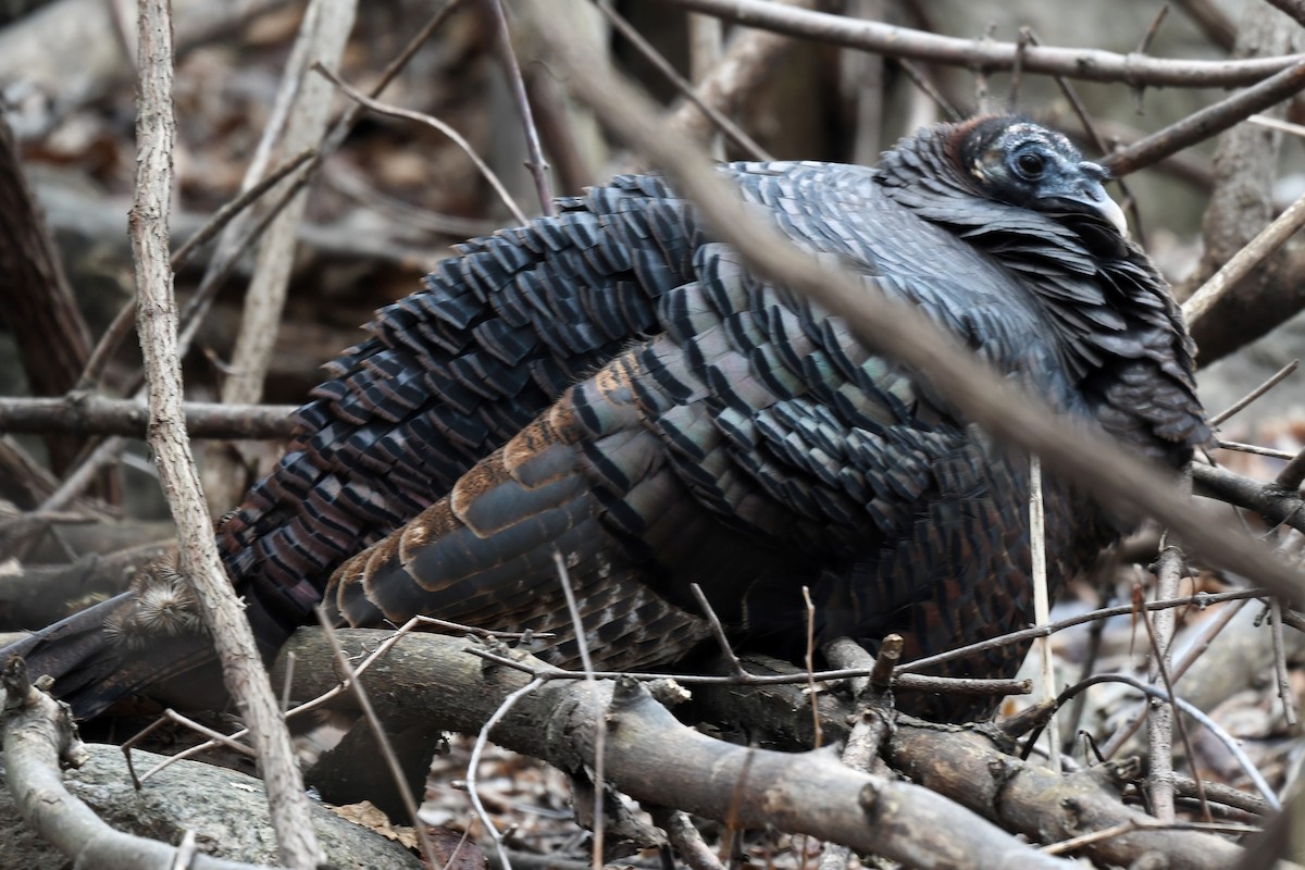 Wild Turkey - ML647260330