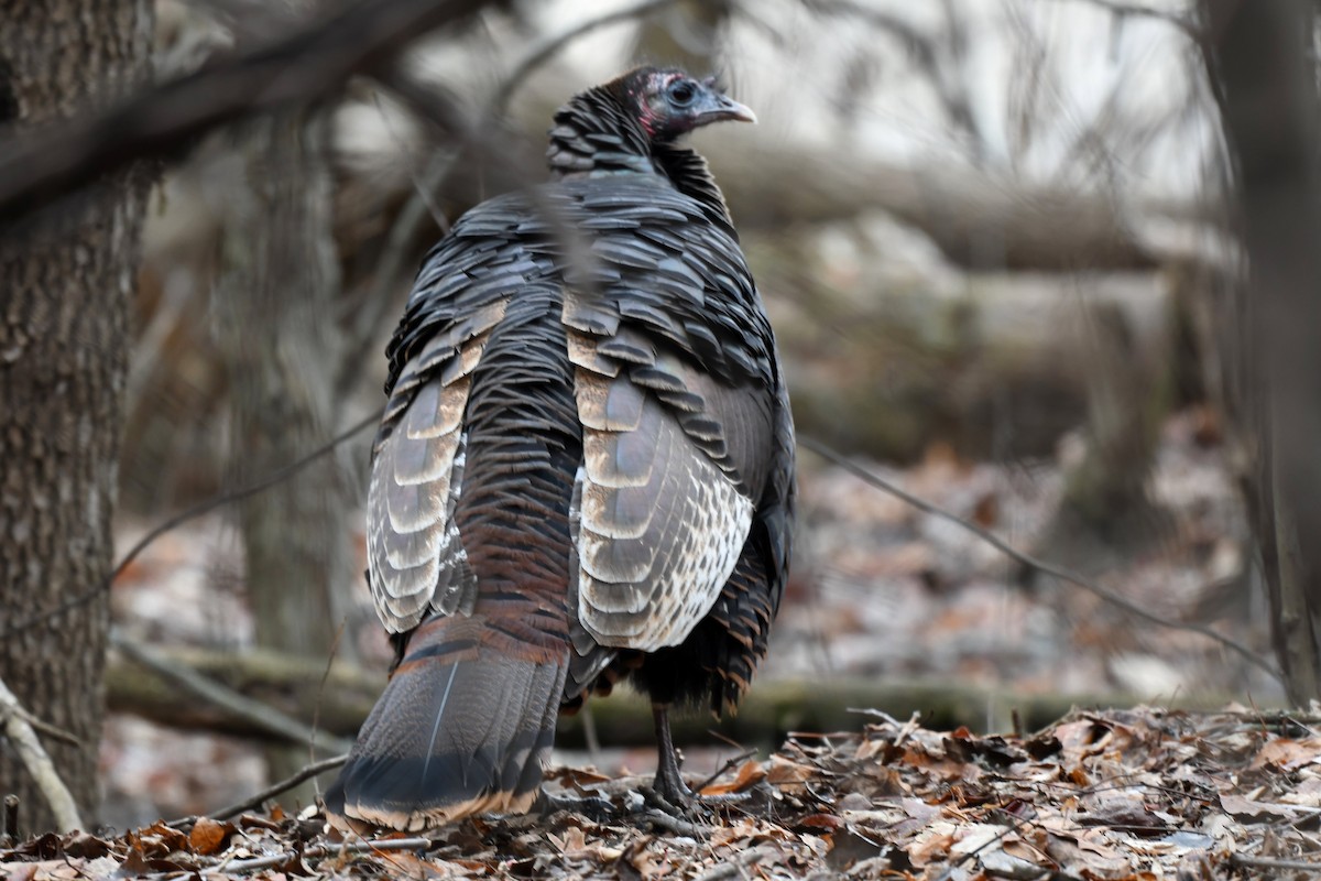 Wild Turkey - ML647260336