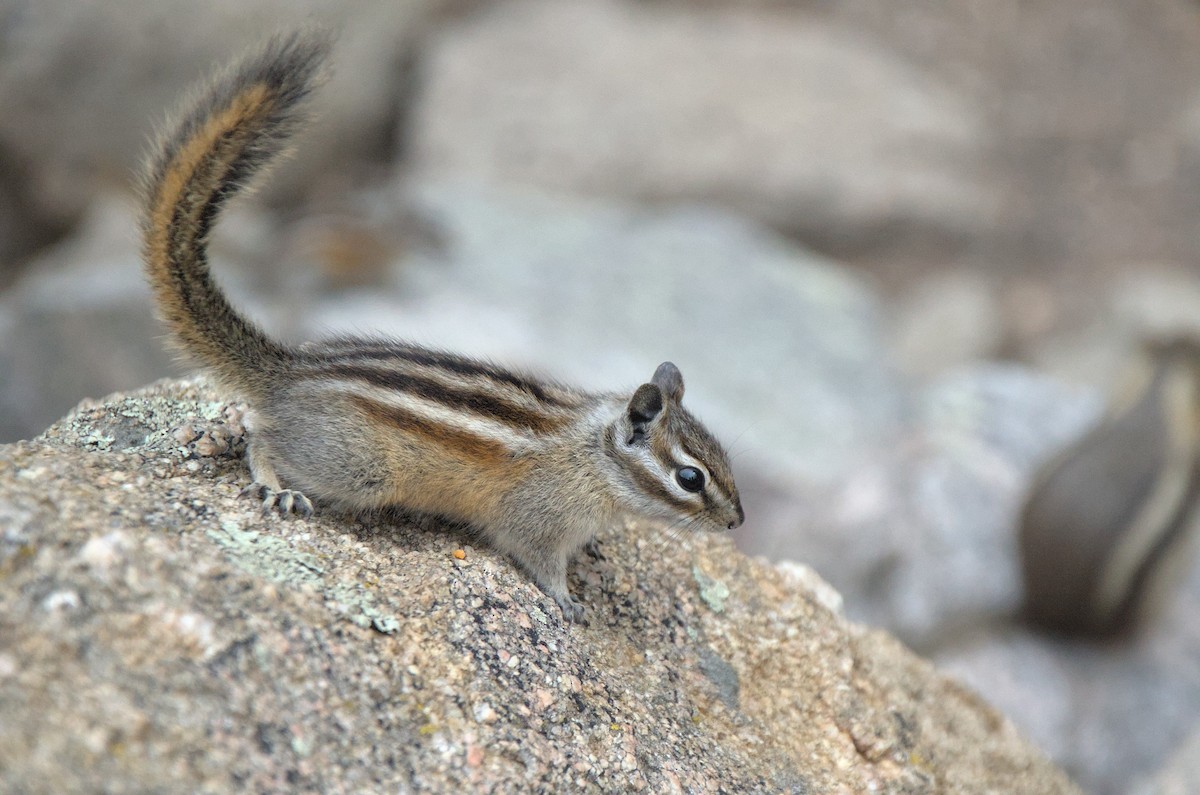 Western Chipmunks - ML647260345