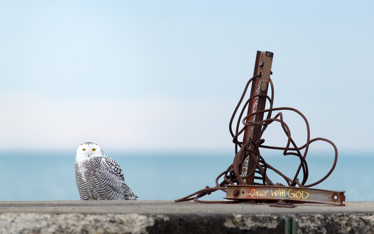 לילית שלג - ML647260347