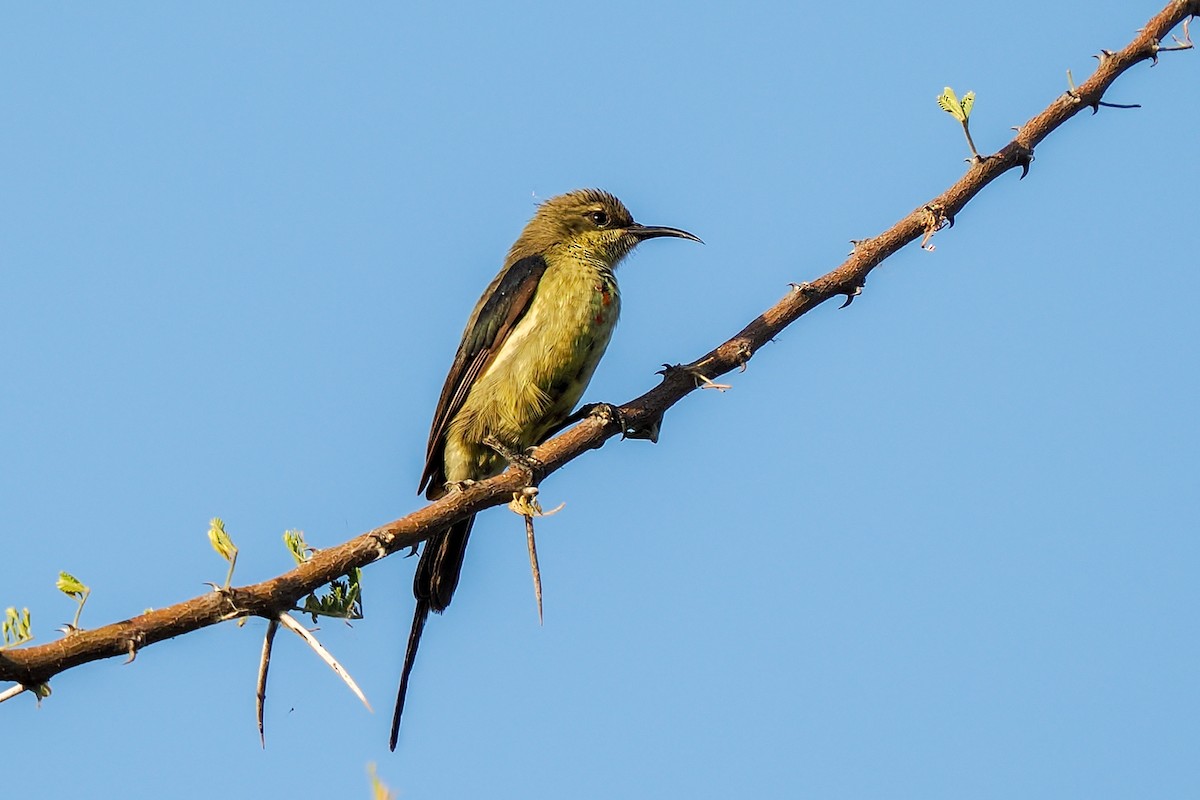 Güzel Nektarkuşu - ML647260357