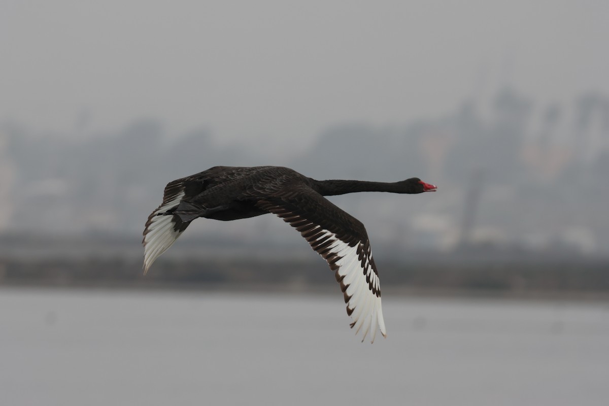 Black Swan - ML647260379