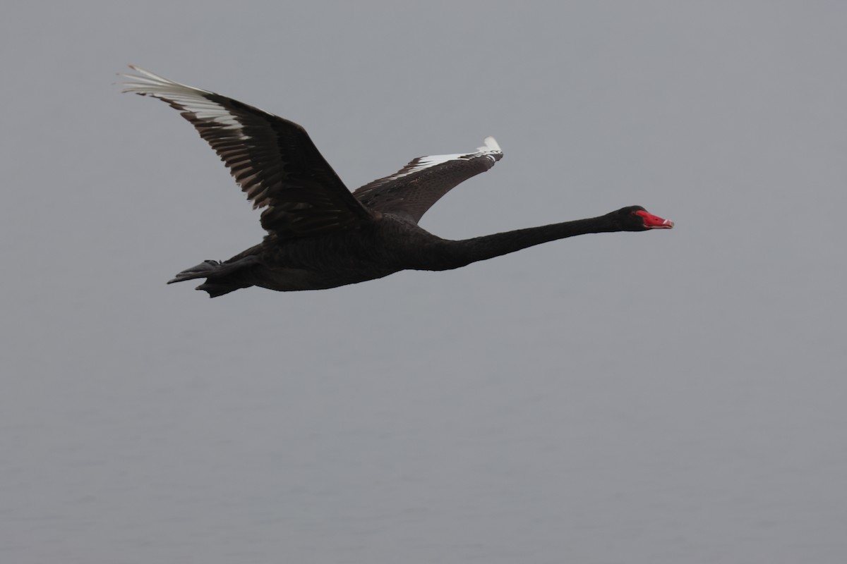 Black Swan - ML647260380