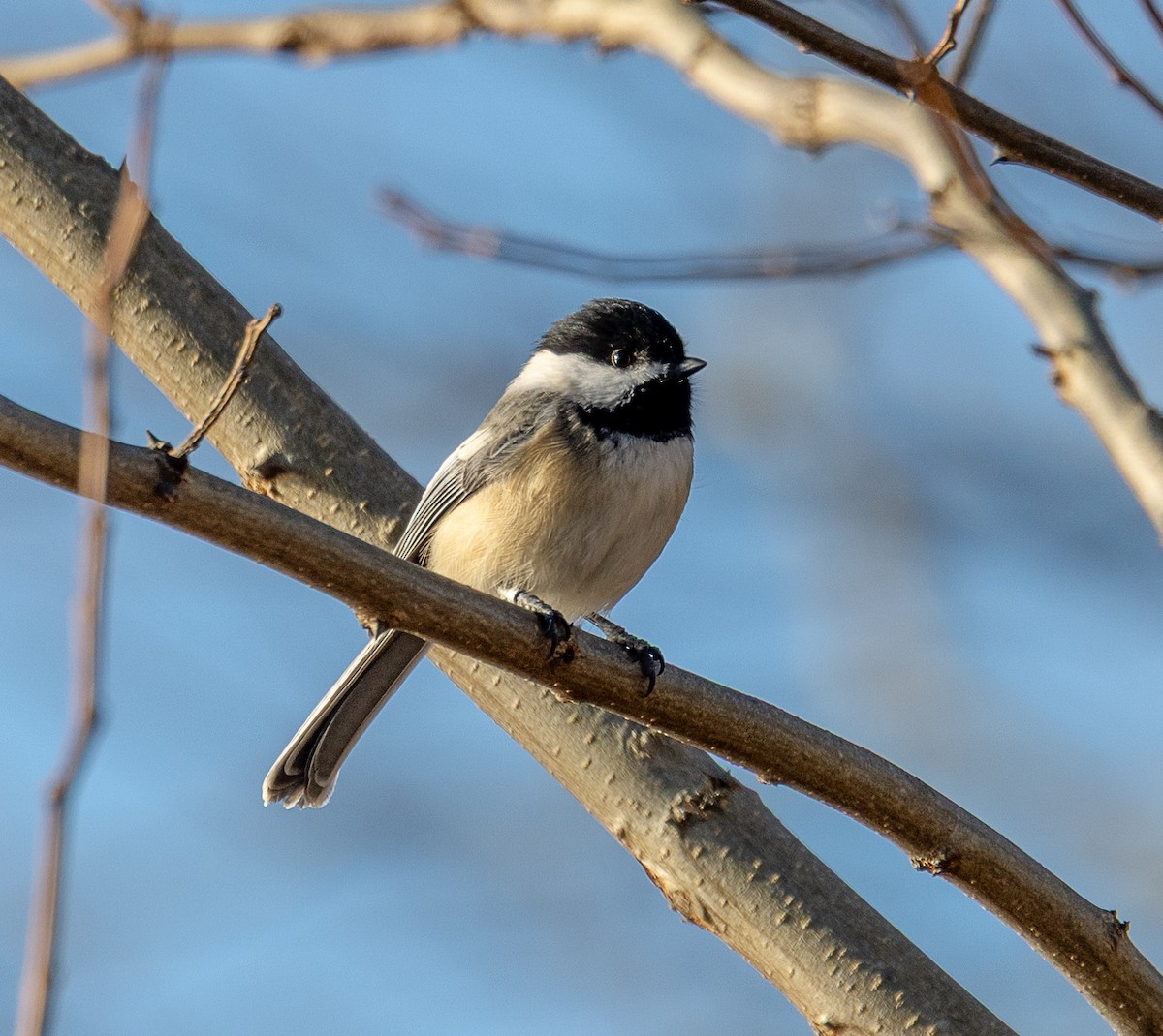 Black-capped Chickadee - ML647260397