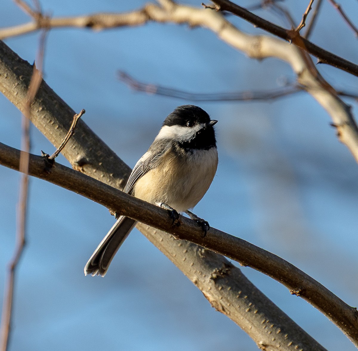 Black-capped Chickadee - ML647260398