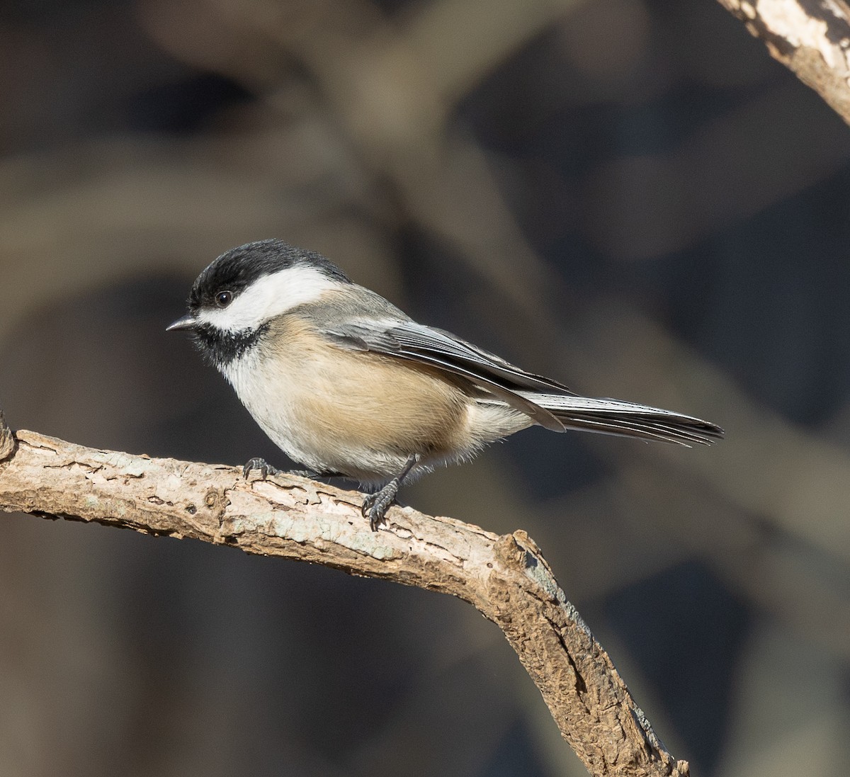 Black-capped Chickadee - ML647260399