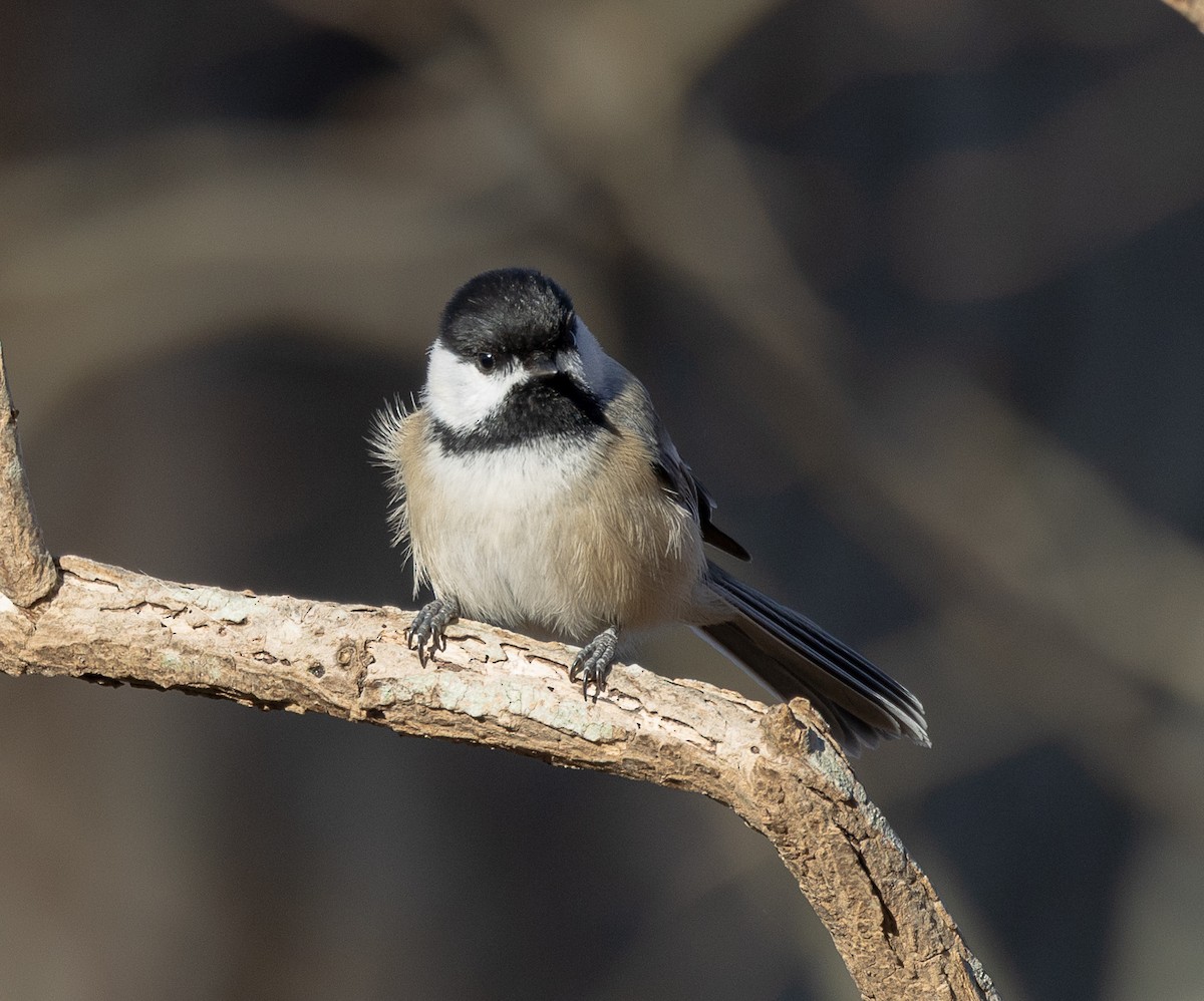 Black-capped Chickadee - ML647260400