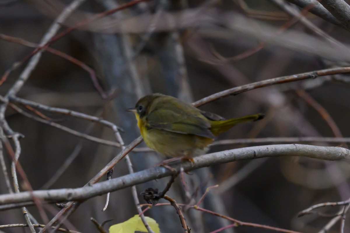 Common Yellowthroat - ML647260402
