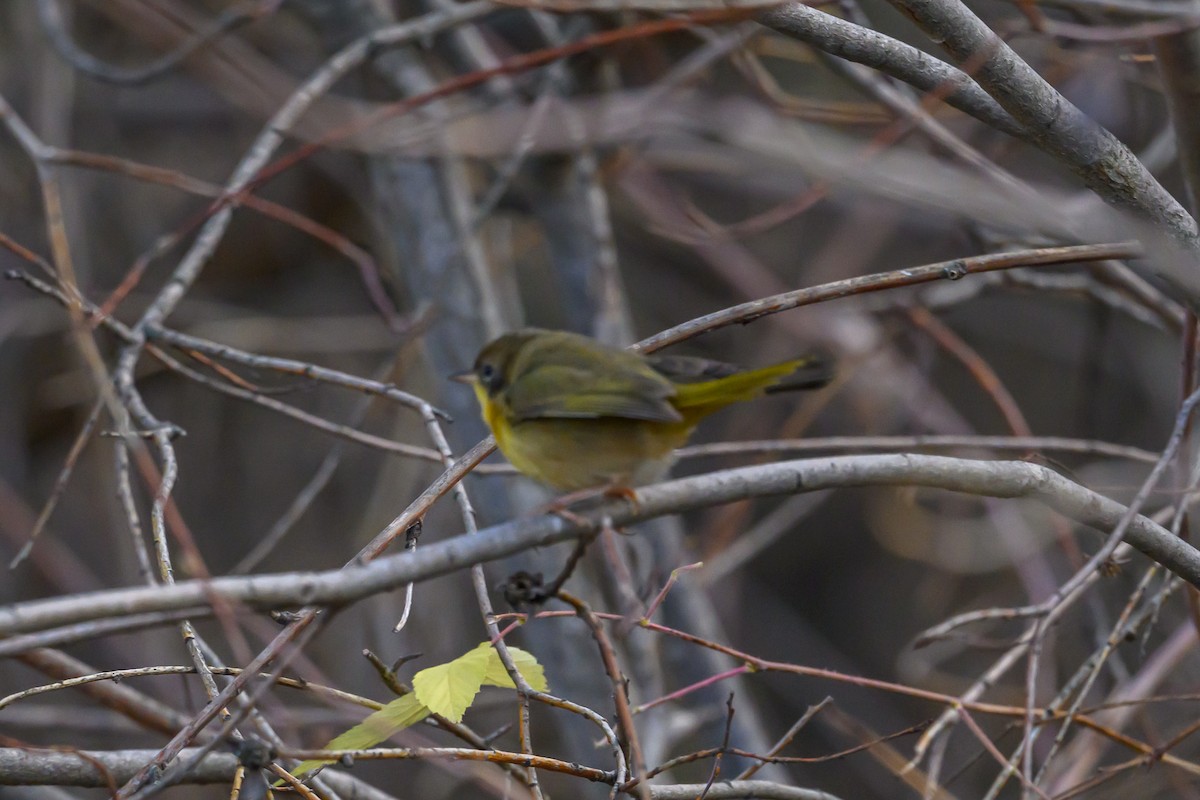 Common Yellowthroat - ML647260403