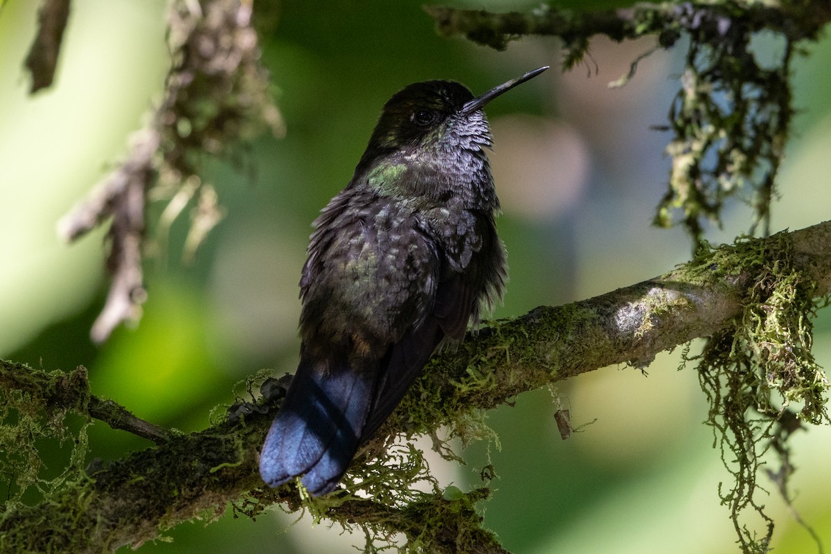 Hoary Puffleg - ML647260426