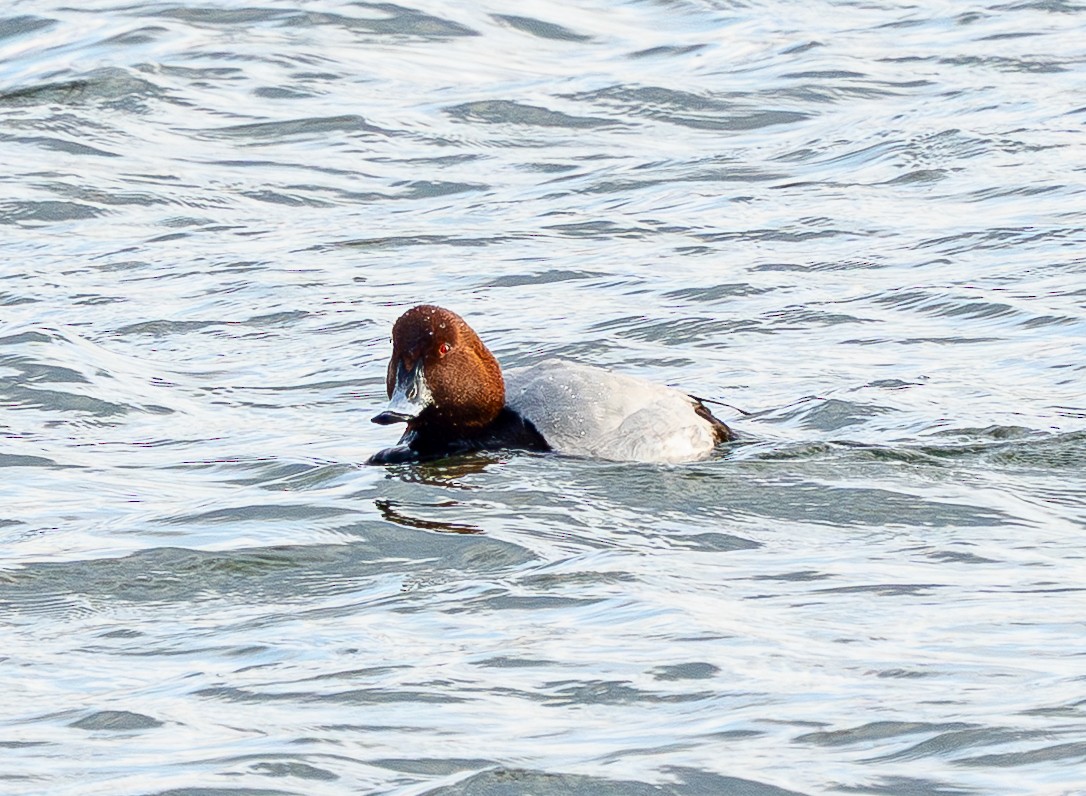 Common Pochard - ML647260427