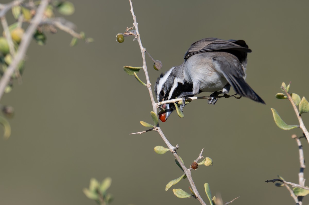 ノドグロヒメドリ - ML647260458