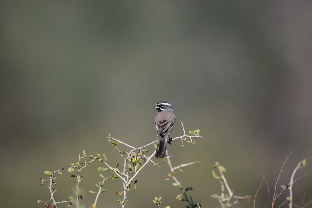 ノドグロヒメドリ - ML647260459