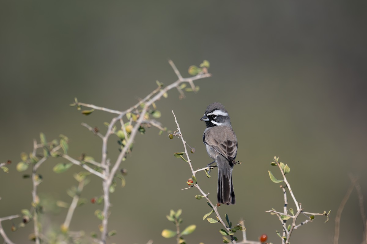 ノドグロヒメドリ - ML647260463