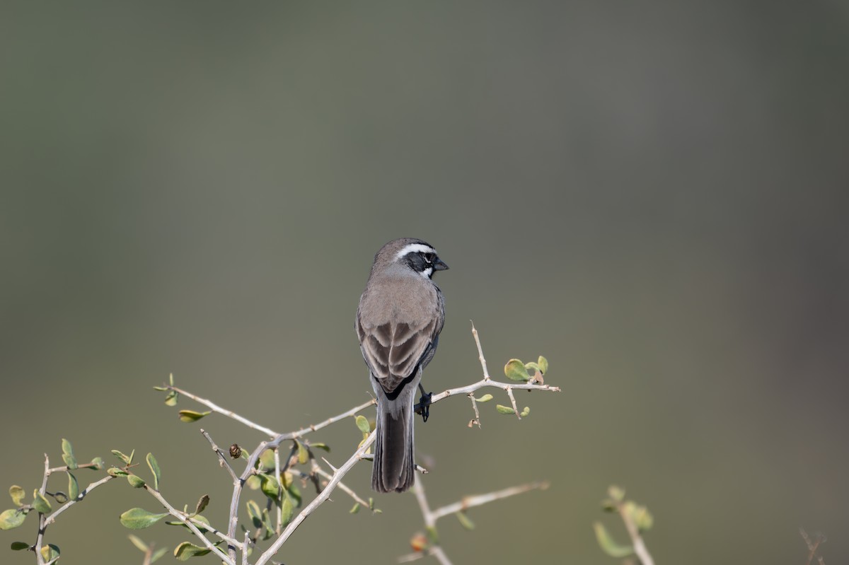 ノドグロヒメドリ - ML647260464