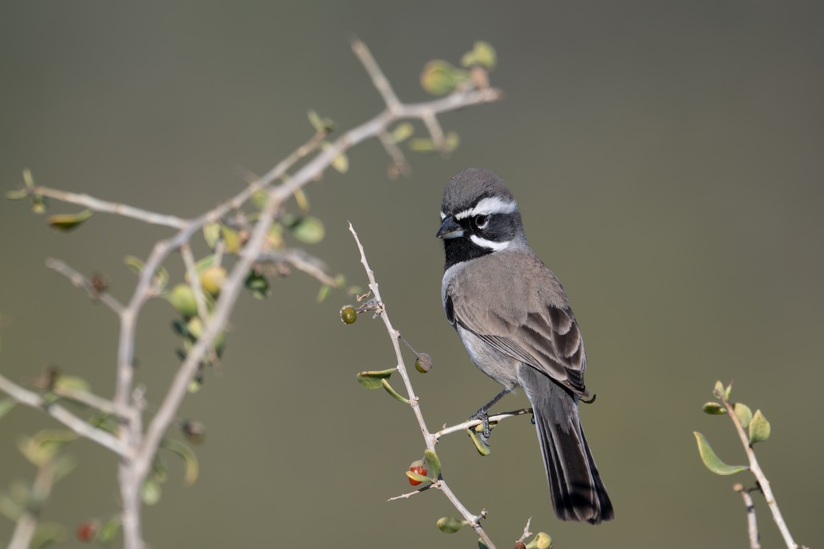 ノドグロヒメドリ - ML647260465