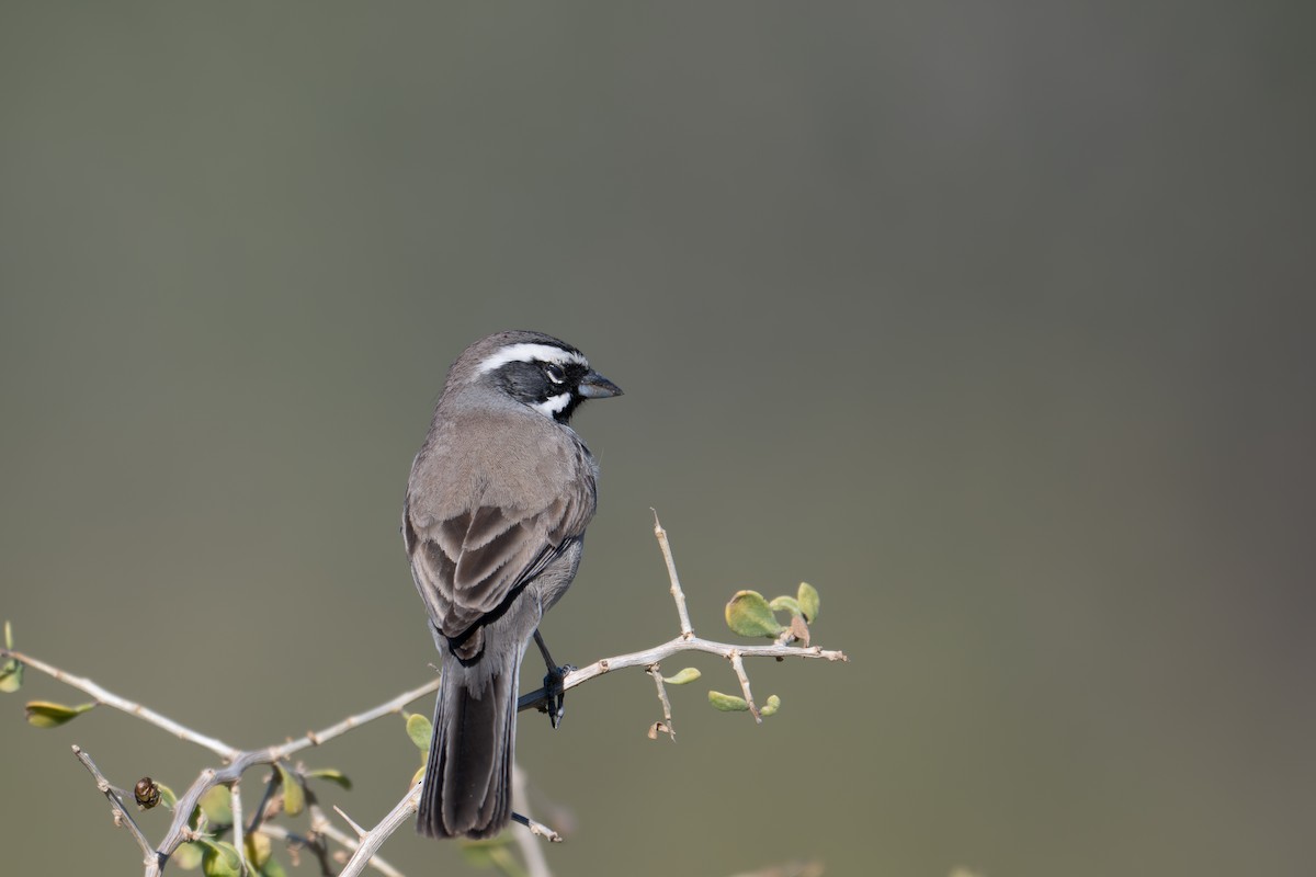 ノドグロヒメドリ - ML647260466