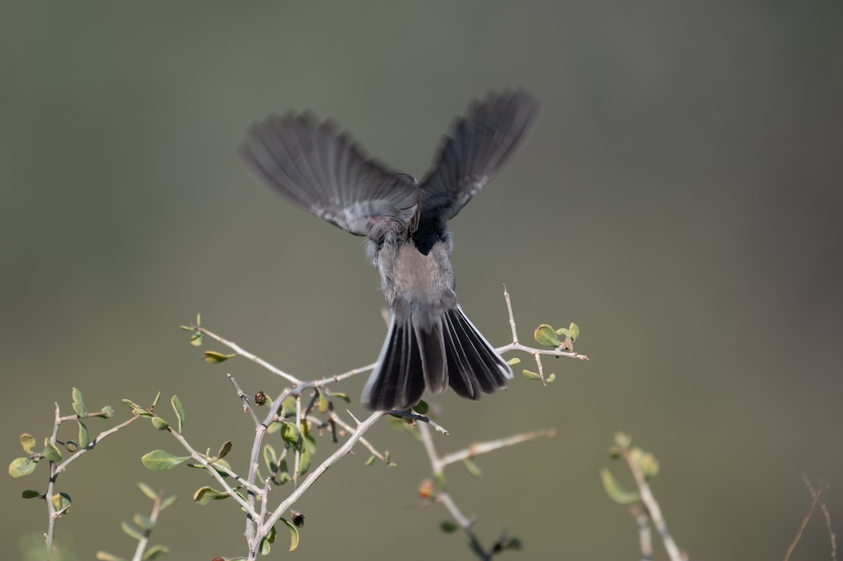 ノドグロヒメドリ - ML647260467