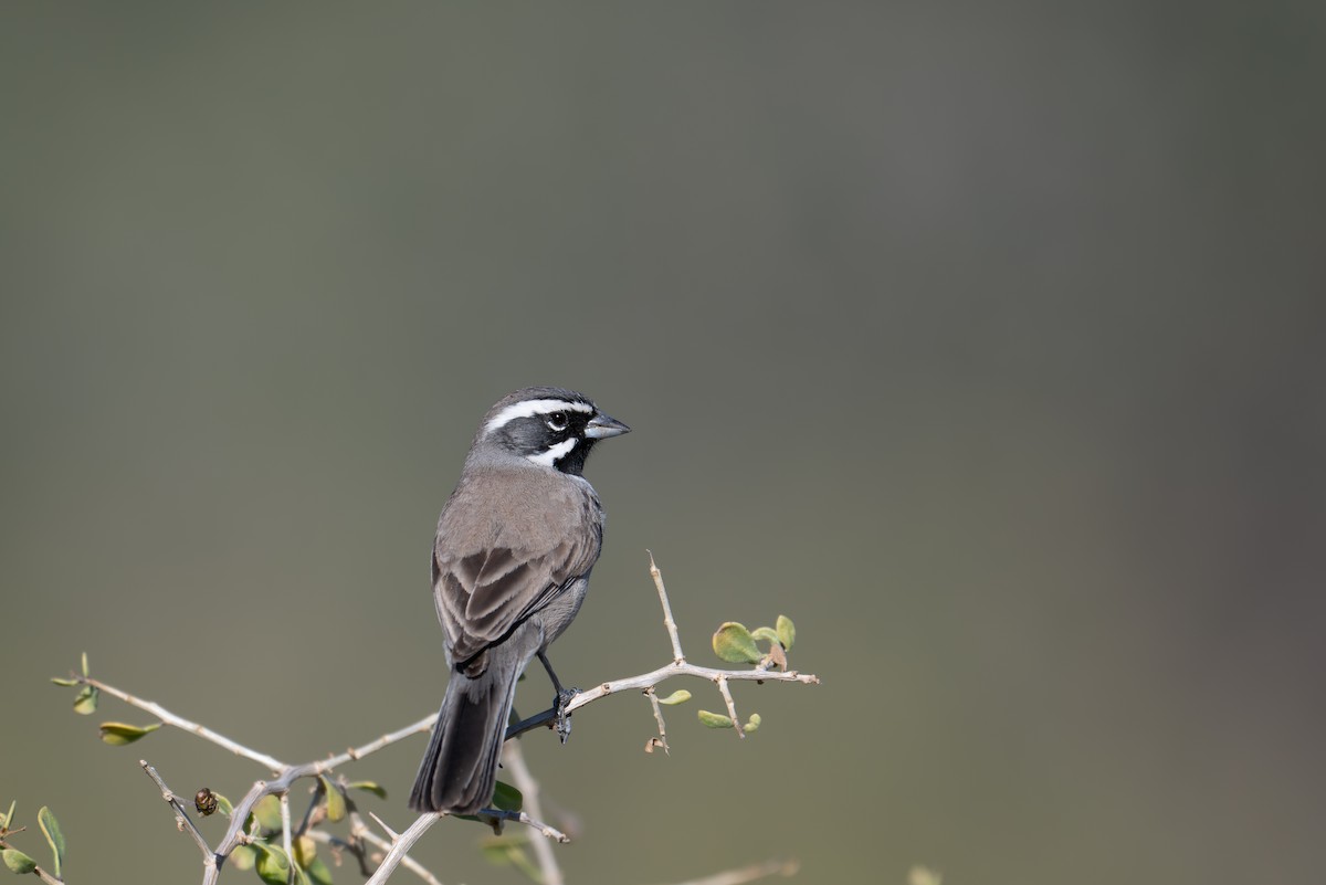 ノドグロヒメドリ - ML647260468