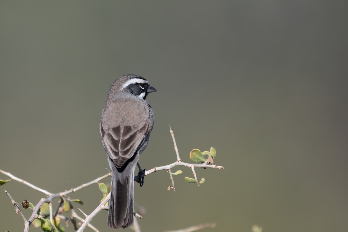 ノドグロヒメドリ - ML647260469