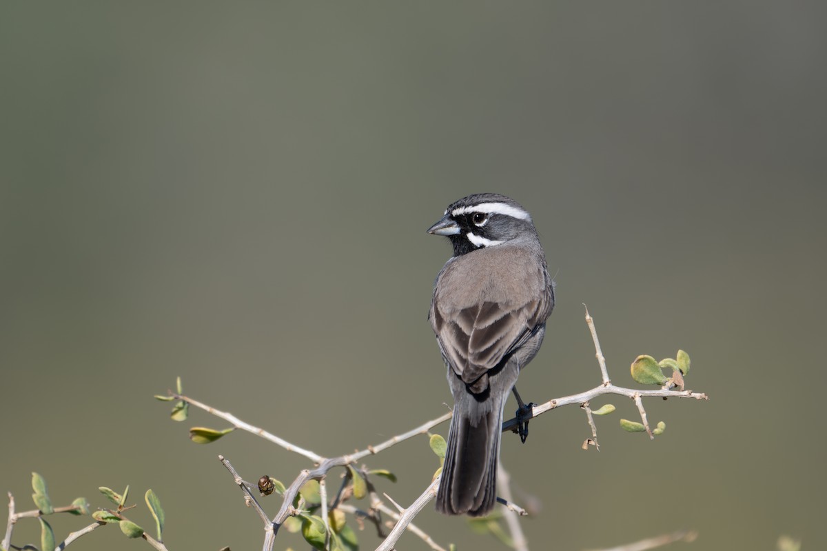 ノドグロヒメドリ - ML647260471