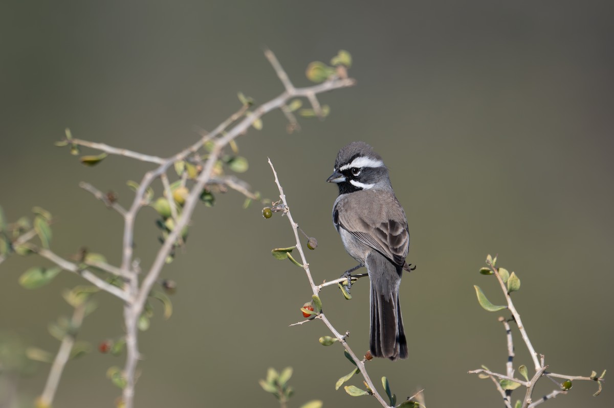 ノドグロヒメドリ - ML647260472