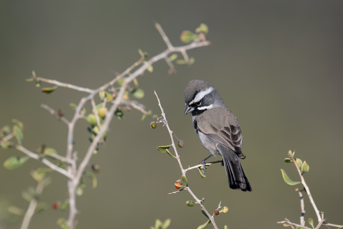 ノドグロヒメドリ - ML647260473