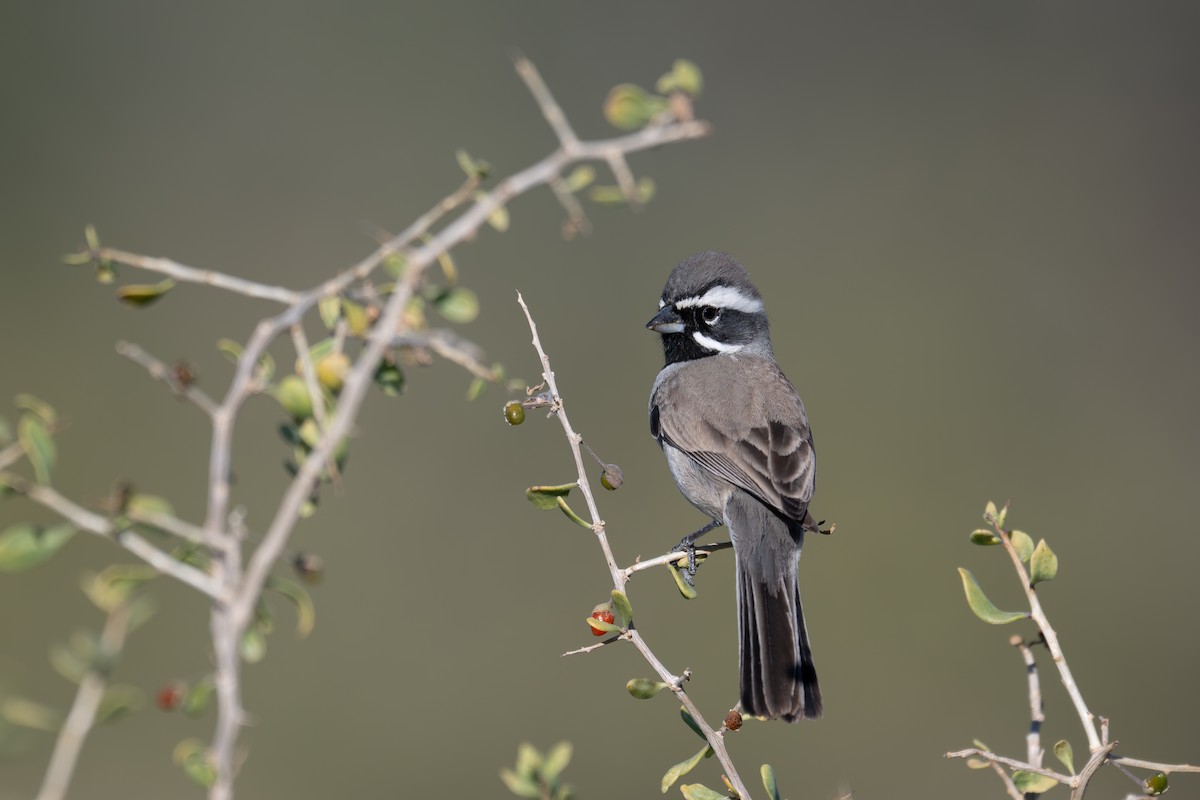 ノドグロヒメドリ - ML647260474