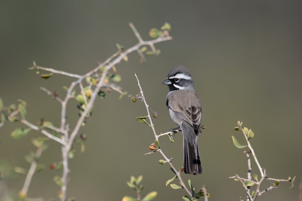 ノドグロヒメドリ - ML647260475