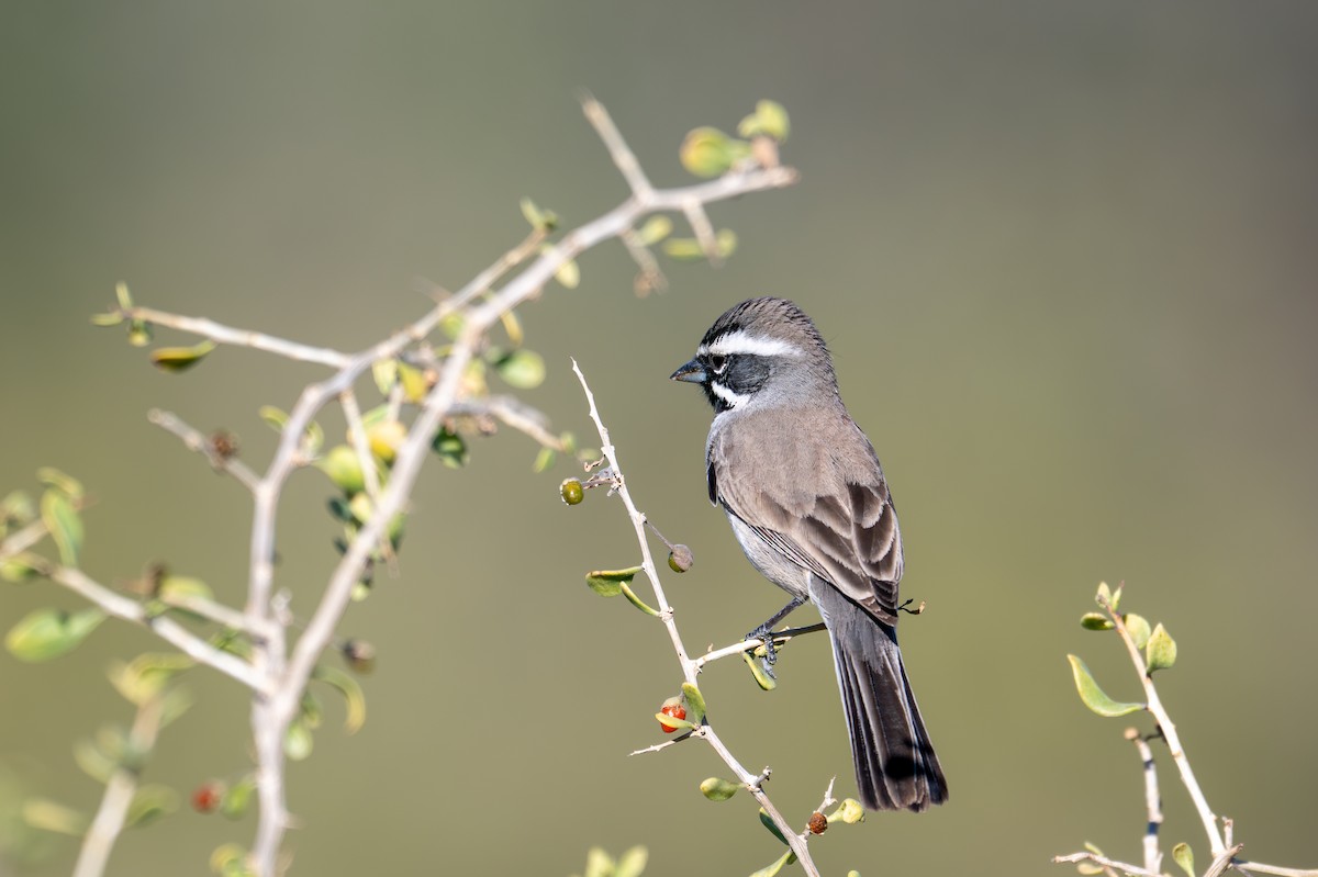 ノドグロヒメドリ - ML647260477